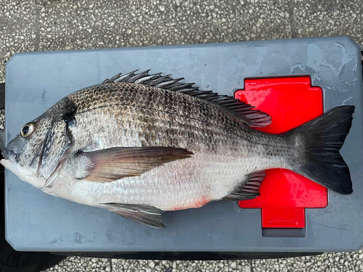 Fish Species Guide | [Ka] Black Sea Bream｜U | 親子アングラー