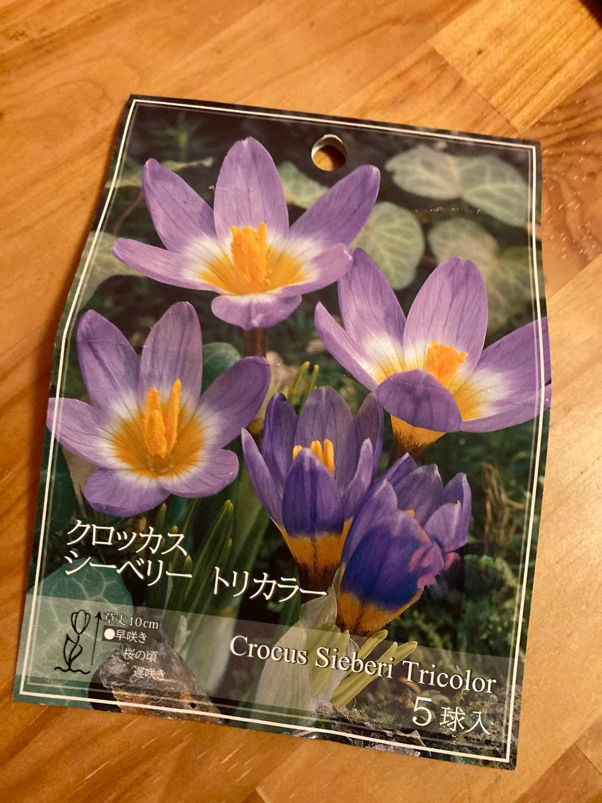 [Gardening Diary] 1 Autumn-Planted Bulbs｜デュボン