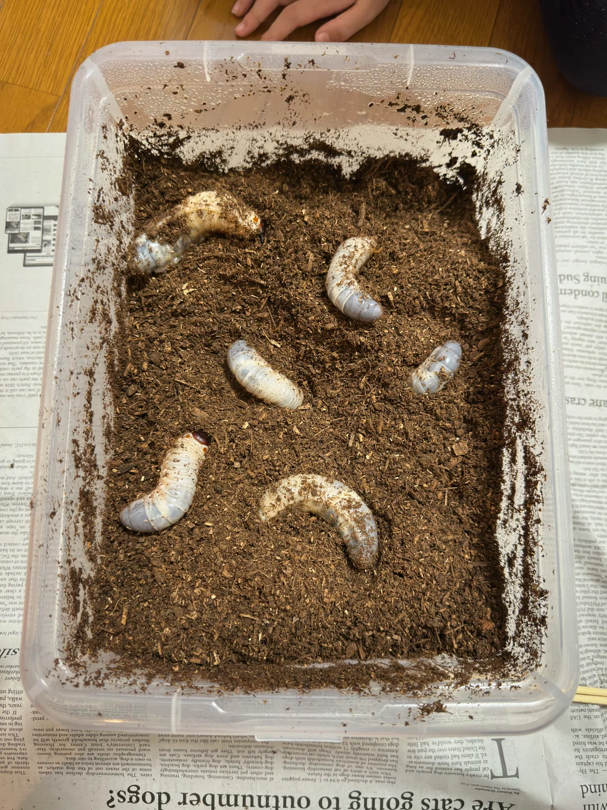Rhinoceros Beetle Larva Rearing Diary: From Arrival to Weight ...