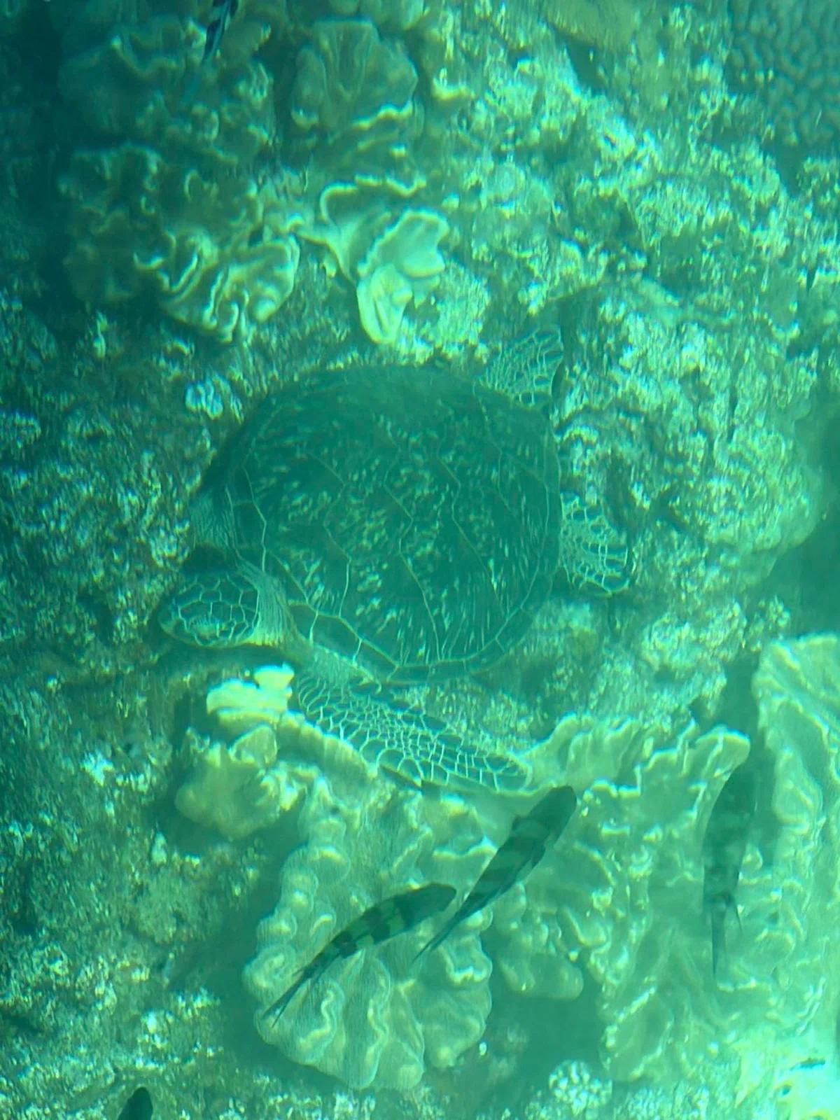 [Southern Okinawa] Trying again to see sea turtles at Mibaru Beach🐢 ...