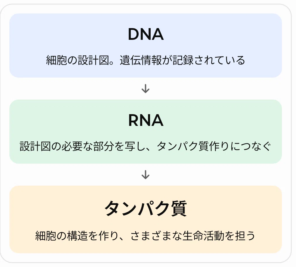 New Possibilities for ALS Treatment! Discovery of a Mechanism to Remove ...