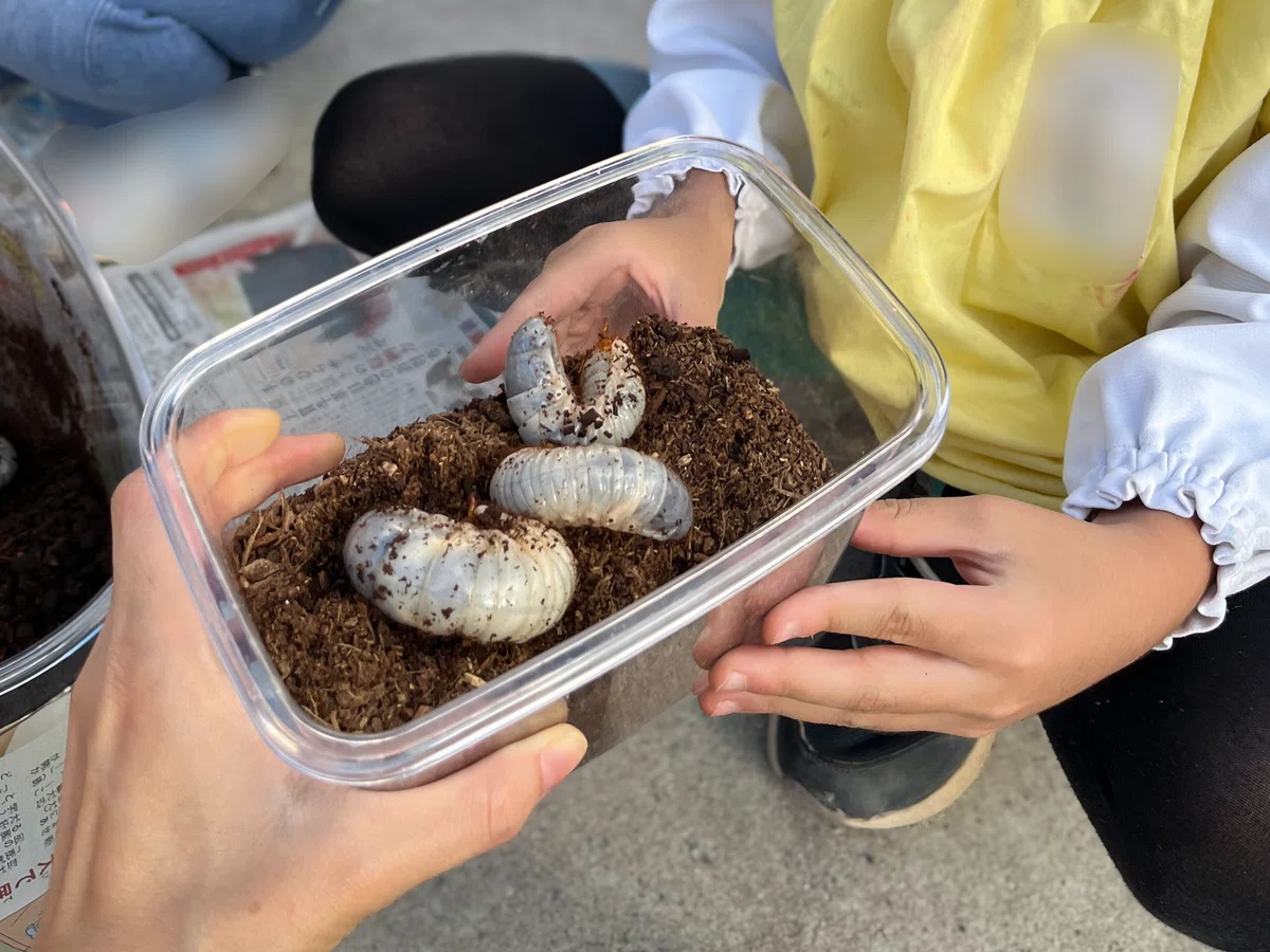 Rhinoceros Beetle Larva Rearing Diary: From Arrival to Weight ...