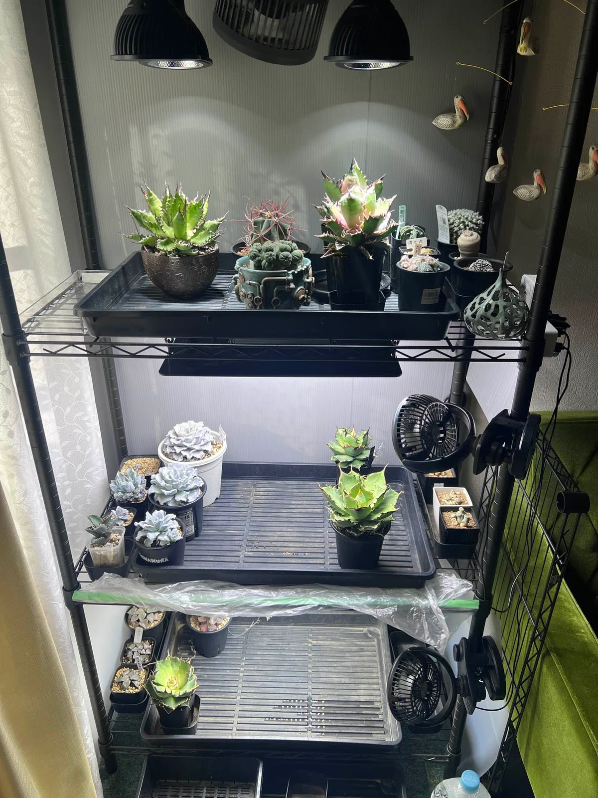 Mare Agave Swamp Research Lab #8 [Guide to the Quarantine Ward]｜mare_agave