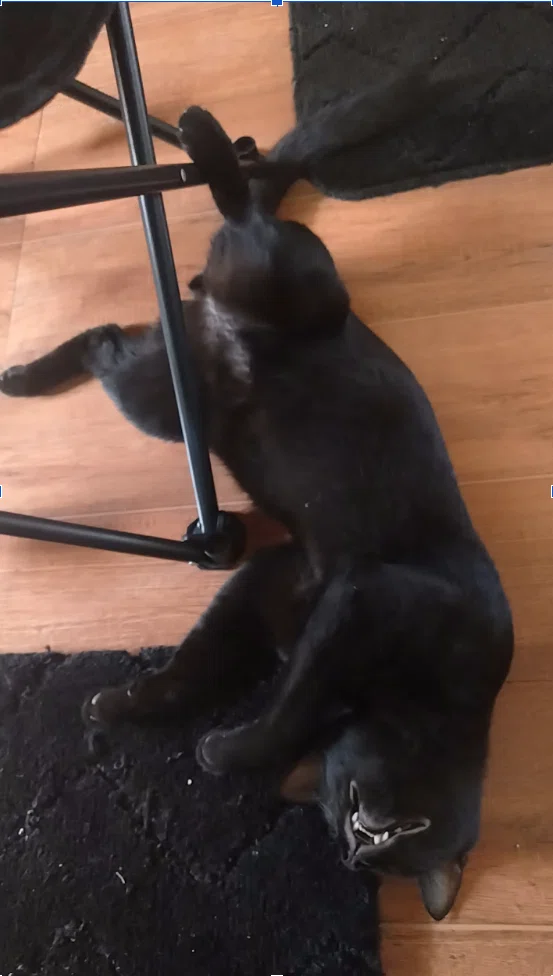 [Kuroino Special] I am the black cat that was picked up by an expat in ...