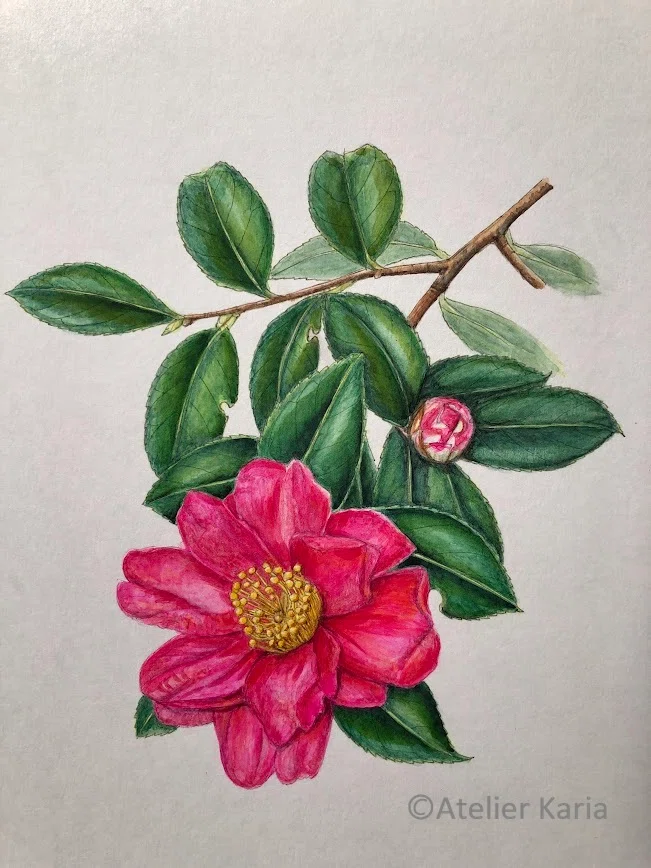 [Botanical Art] Depicting the Kan-tsubaki: A Winter Flower Between ...