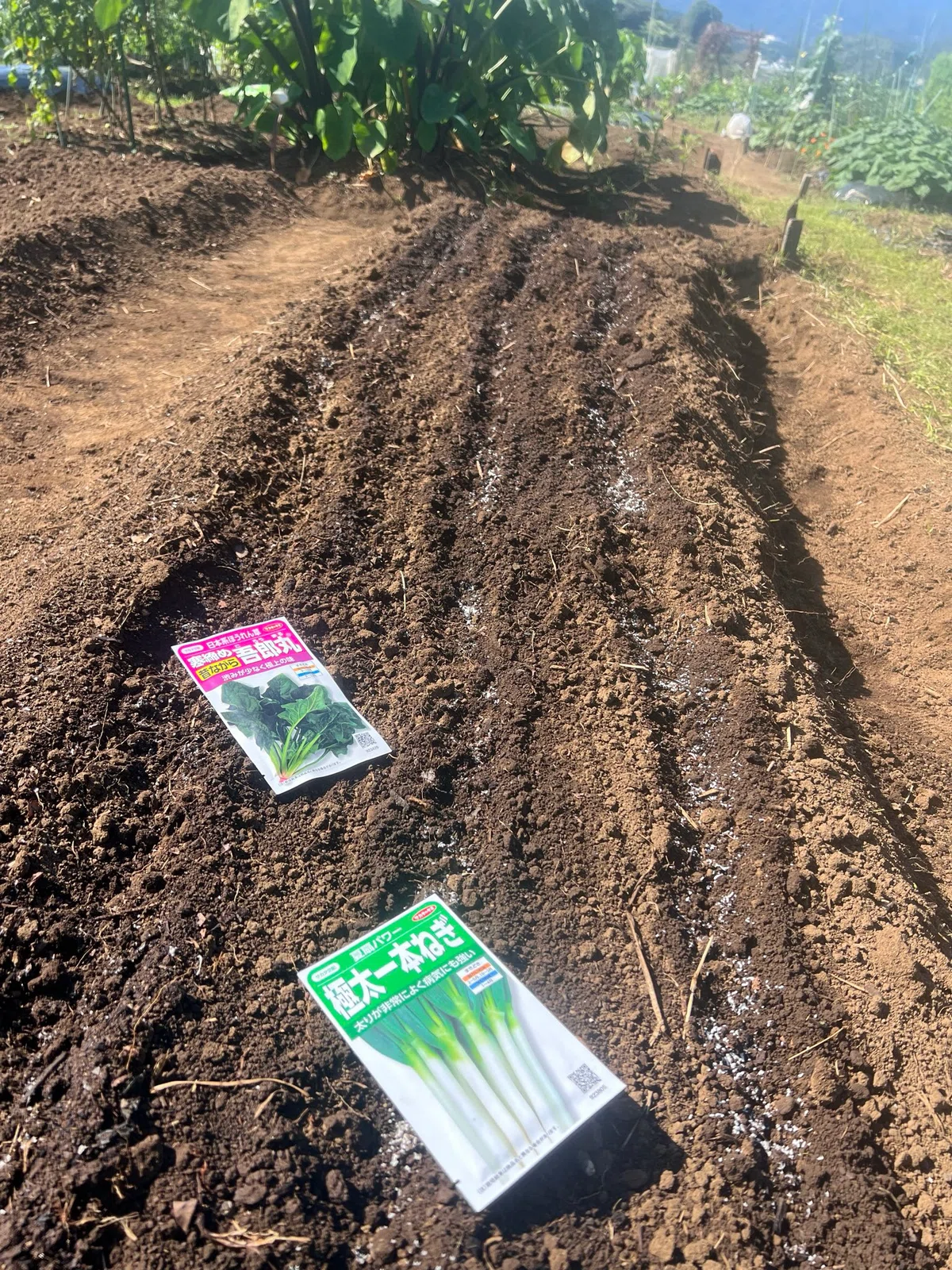 Pick, Eat, and Move to the Next Field—Uribo Farm 10/9–10/20｜うりぼー