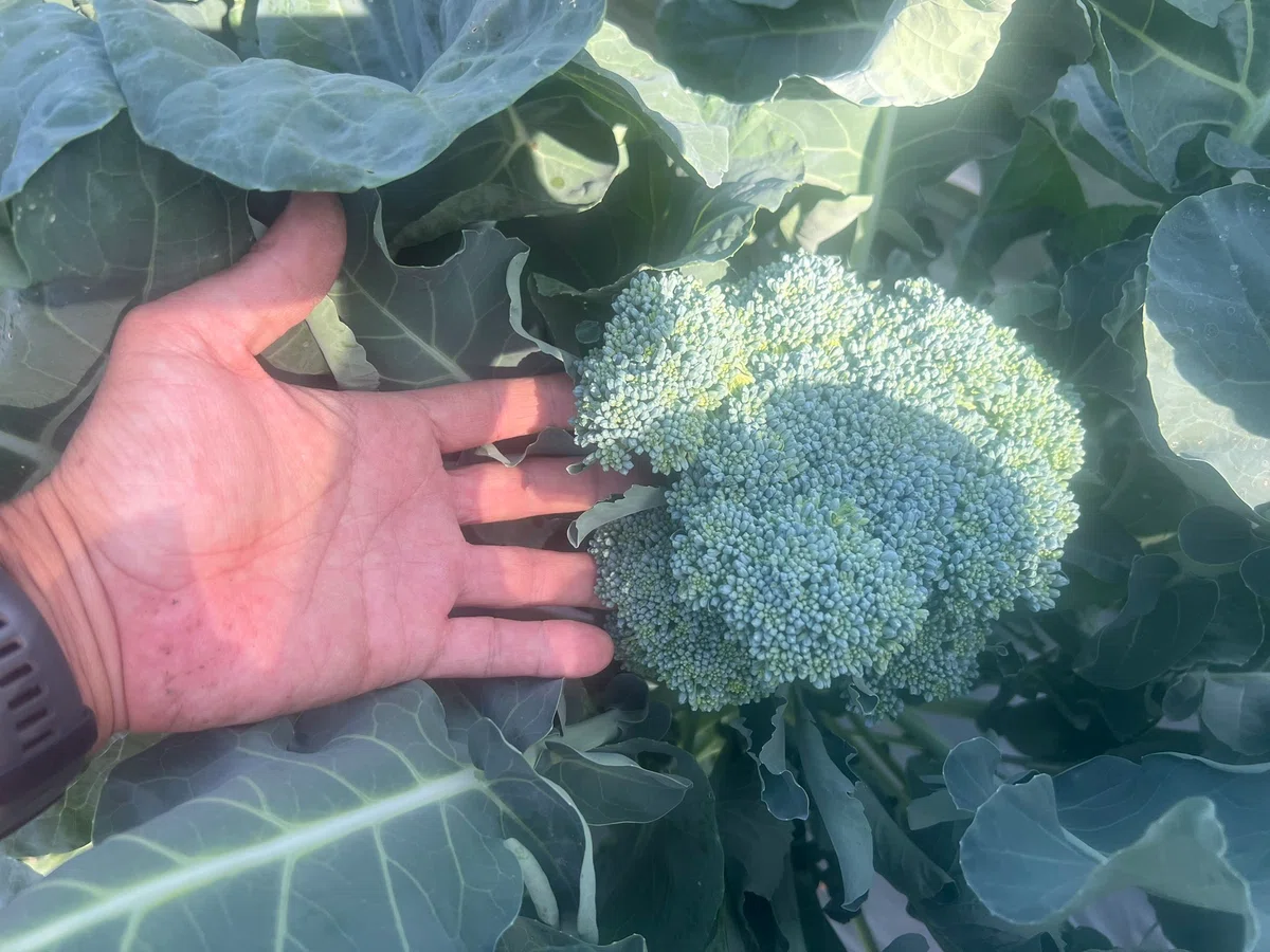 Pick, Eat, and Move to the Next Field—Uribo Farm 10/9–10/20｜うりぼー
