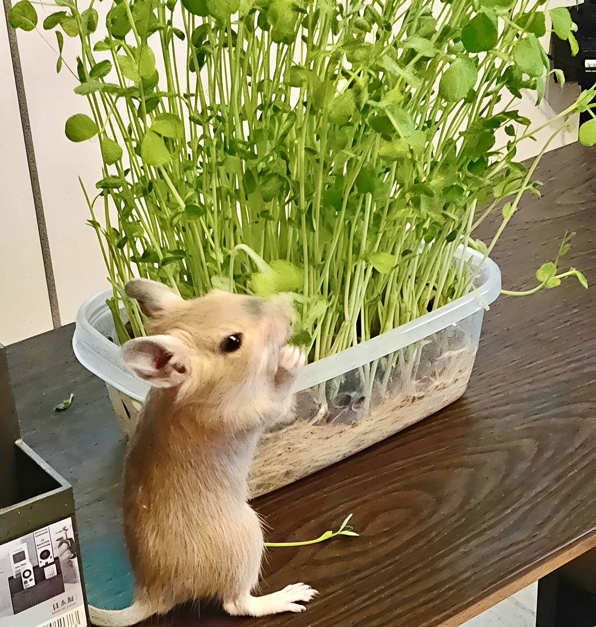 🧀🐭Riku is a friend, Tsuki is a daughter. Wednesday is Kai's Great ...