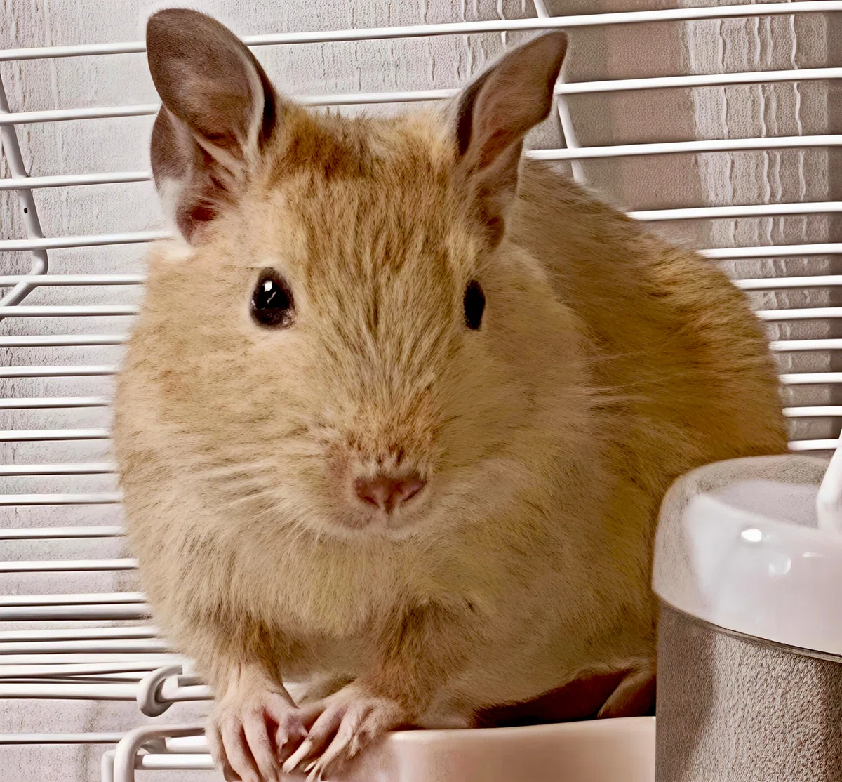 🧀🐭Riku is a friend, Tsuki is a daughter. Wednesday is Kai's Great ...