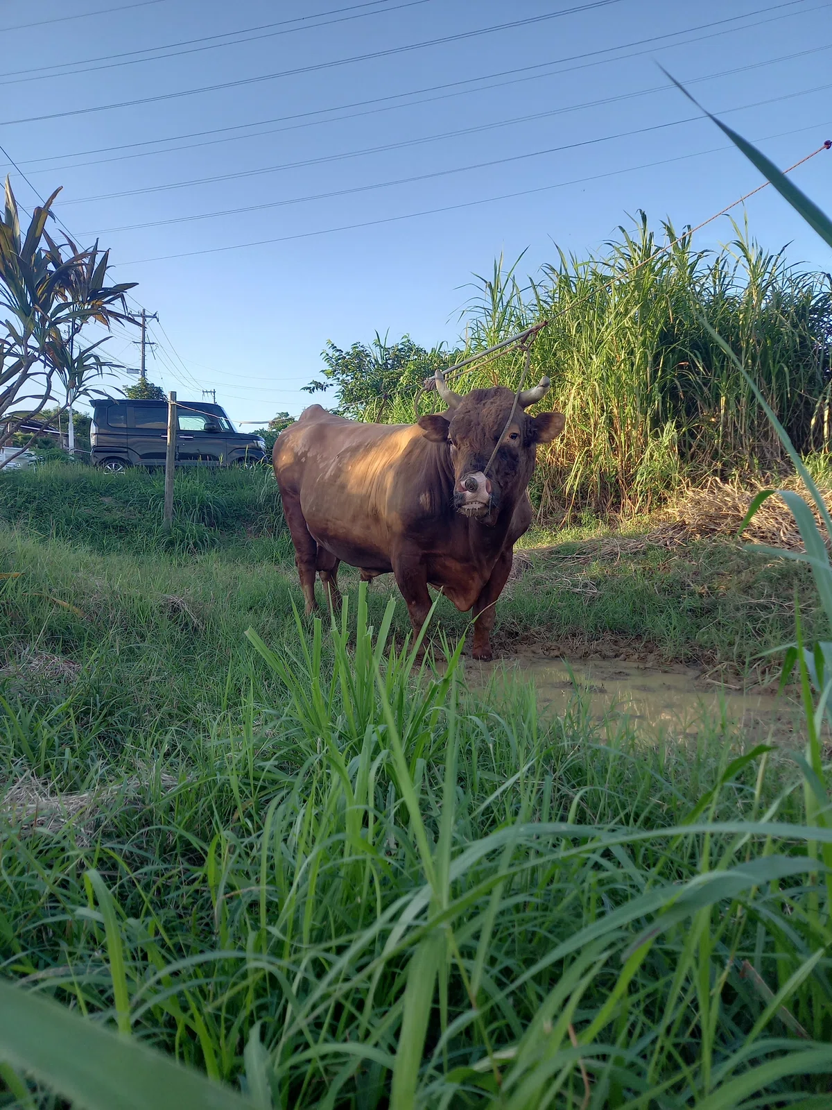 I tried telling a cow, 'You don't have to fight anymore.'｜O.a.O ｜One ...