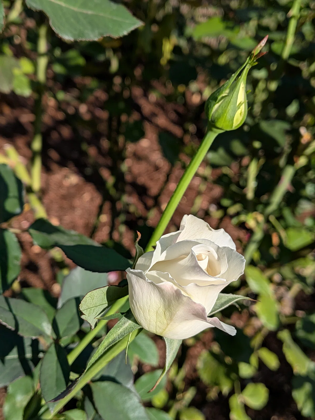 Kyu-Furukawa Gardens in Autumn | An Afternoon Enjoying Roses and Music｜comi