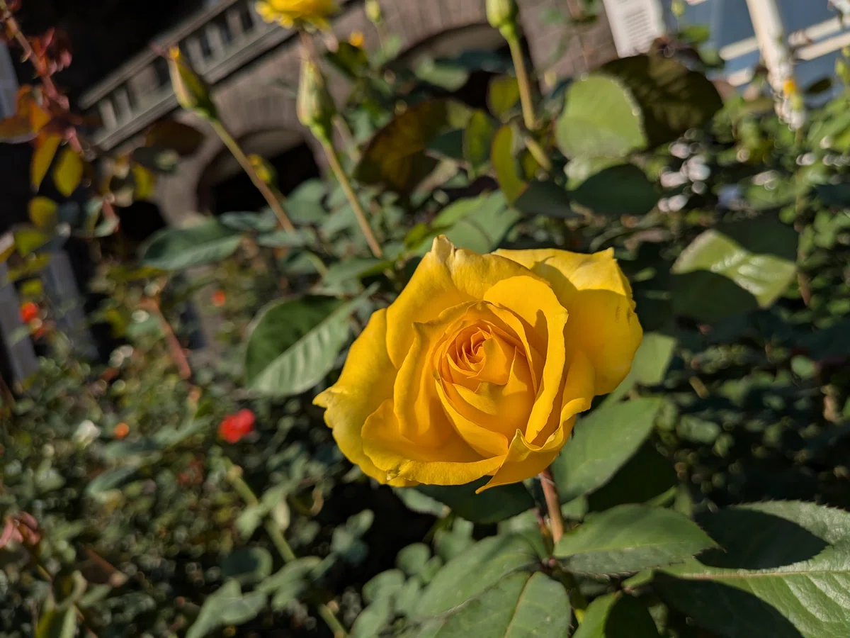 Kyu-Furukawa Gardens in Autumn | An Afternoon Enjoying Roses and Music｜comi