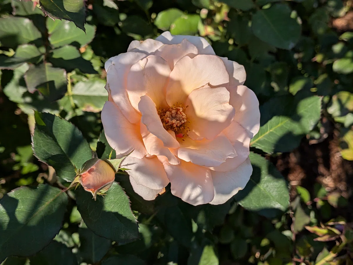 Kyu-Furukawa Gardens in Autumn | An Afternoon Enjoying Roses and Music｜comi