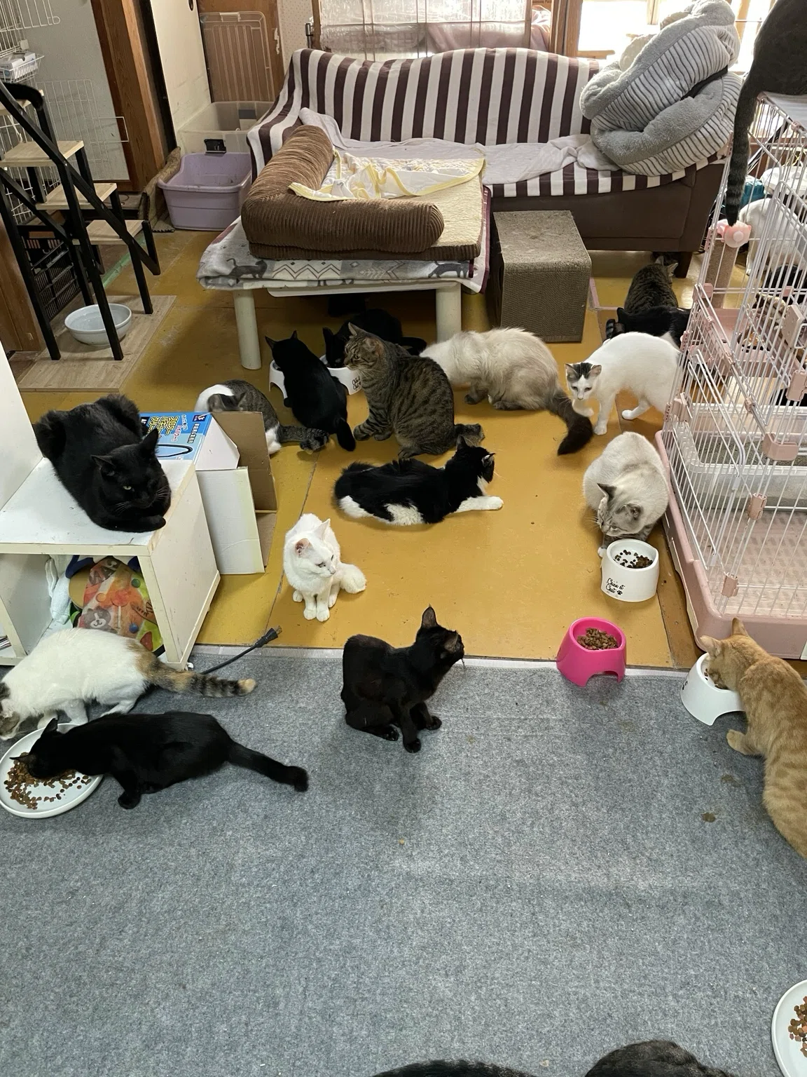 Life Reboot Diary: The daily routine of visiting cats is leading to a ...