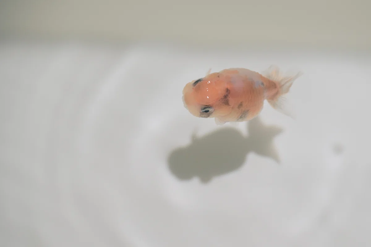 15 Goldfish Kept, 2 Lost, and the Reasons Why｜サチ