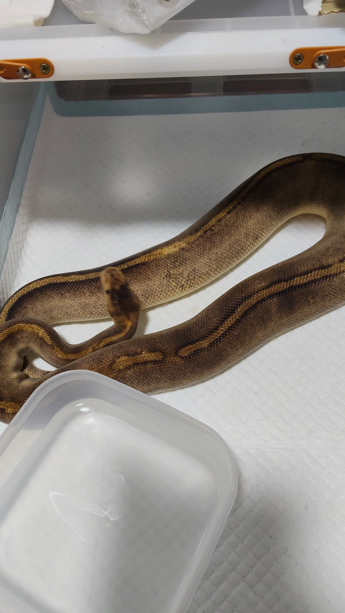 On Keeping Ball Pythons｜ペッパー