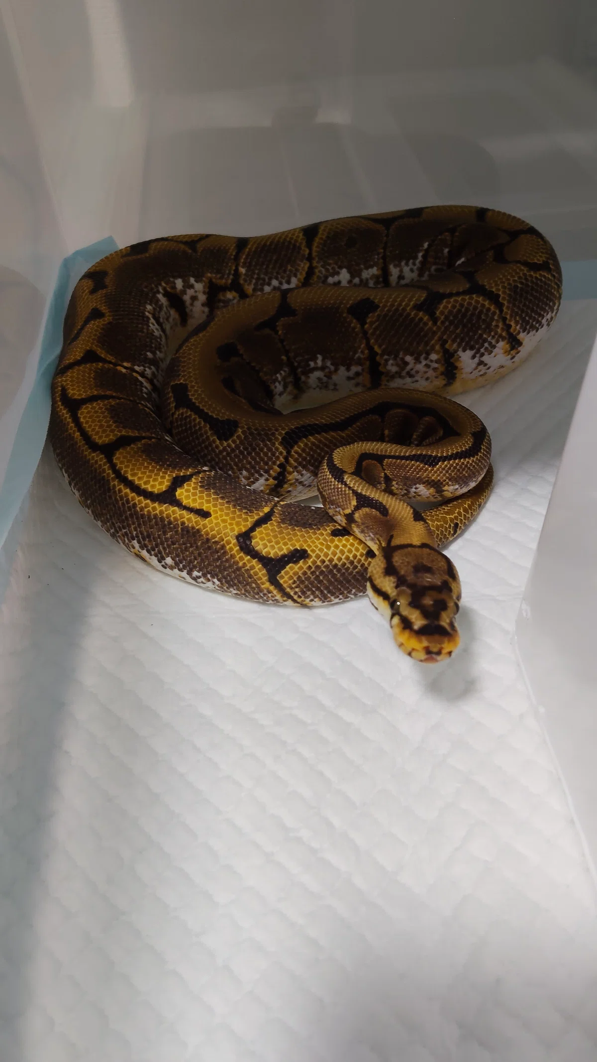 On Keeping Ball Pythons｜ペッパー