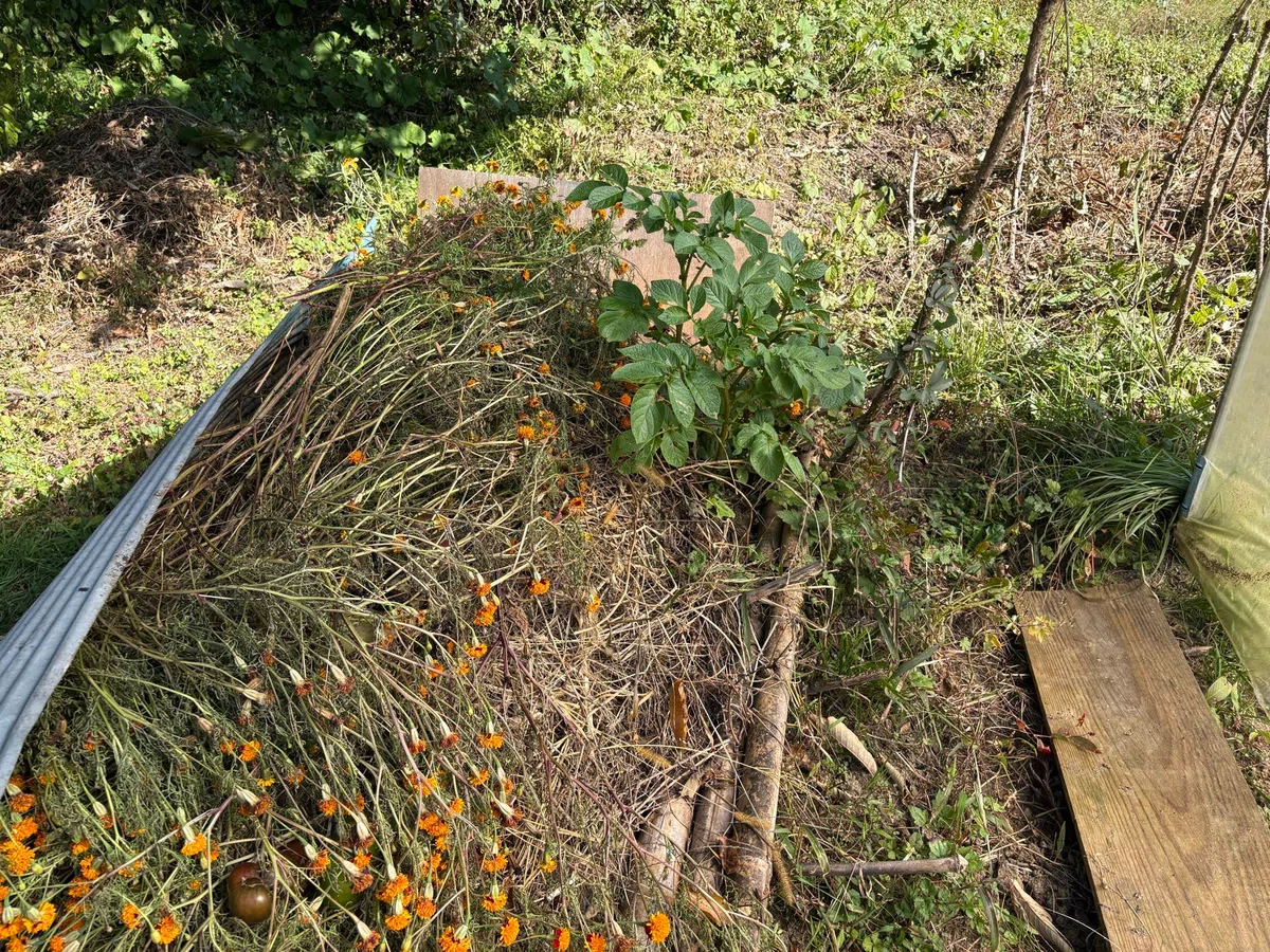 Various Things in My Second Year of Natural Farming @ Field Days｜瑜伽(ゆが)