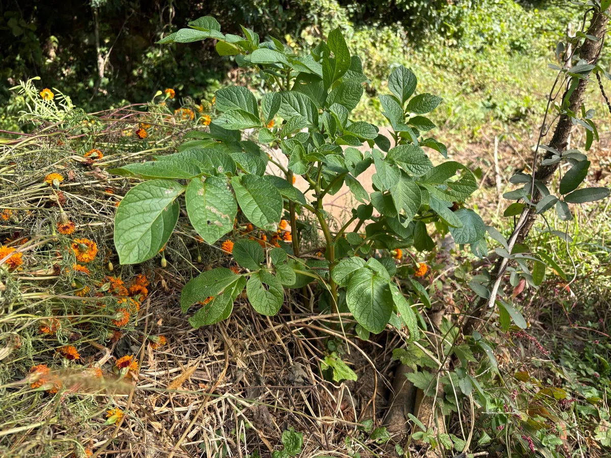 Various Things in My Second Year of Natural Farming @ Field Days｜瑜伽(ゆが)