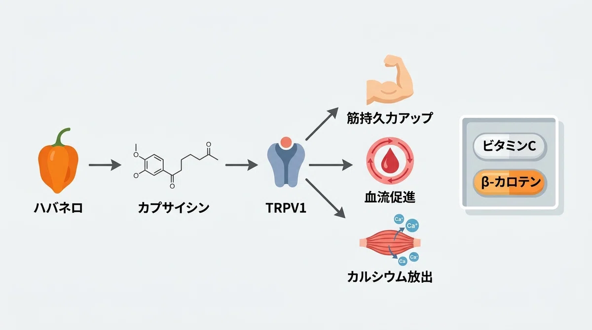 [Is super spicy food a friend to muscle training?] The scientific ...
