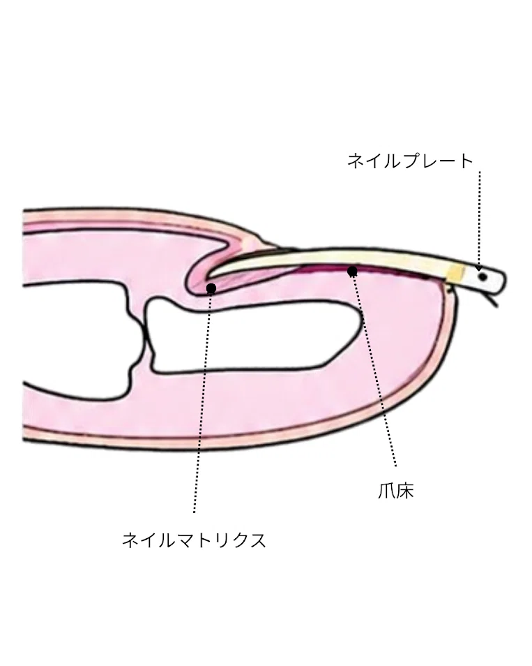 [For those who want long, slender nails] The relationship between the ...