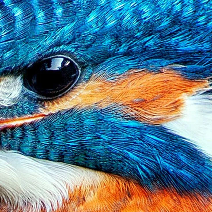 Flying Rings Birds Learning About Familiar Wild Birds with Kawanishi-Tabuchi's Manzai Part ...