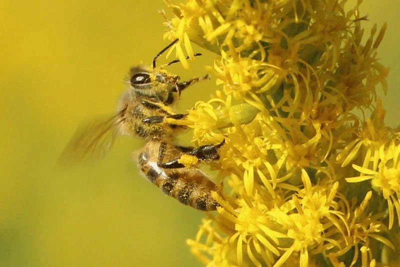 Learning about Late Autumn Wildflowers through Manzai ① Goldenrod ('A ...
