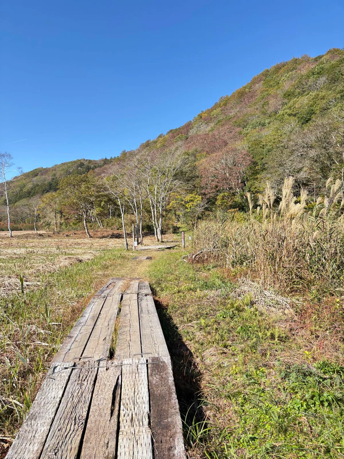 [Race Report] Madarao Forest Trails 50k / Beauty and Severity｜ヘイジツタマランナー