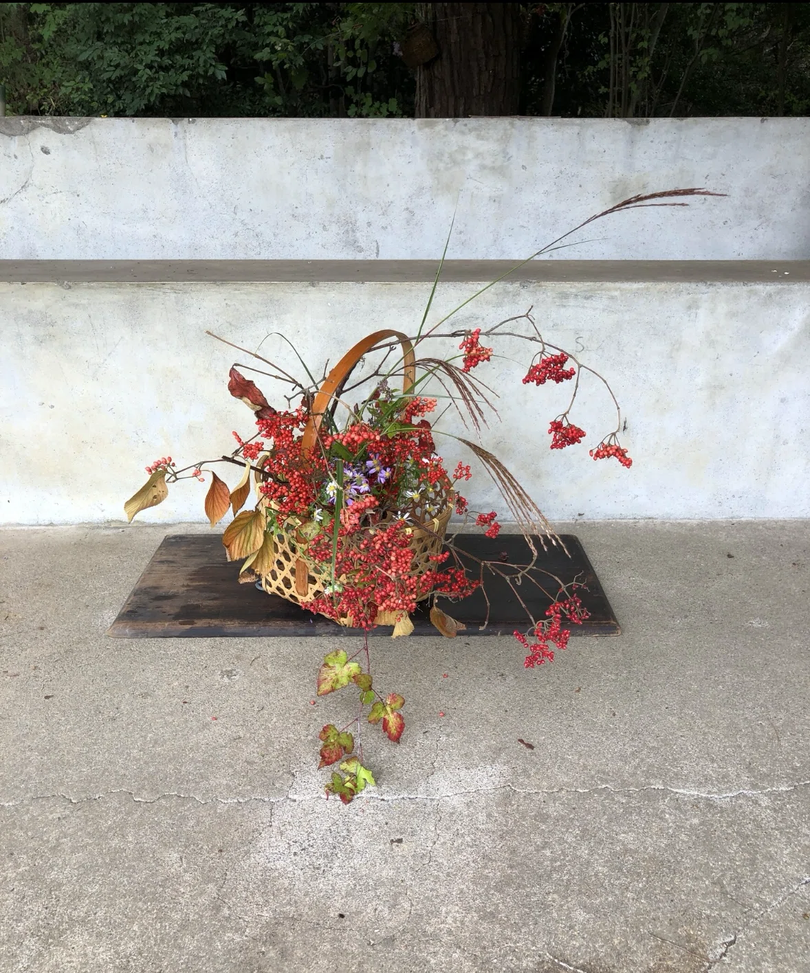[ Flower Matching, Grass Matching ] #71 Viburnum dilatatum｜【花あわせ 草あわせ ...