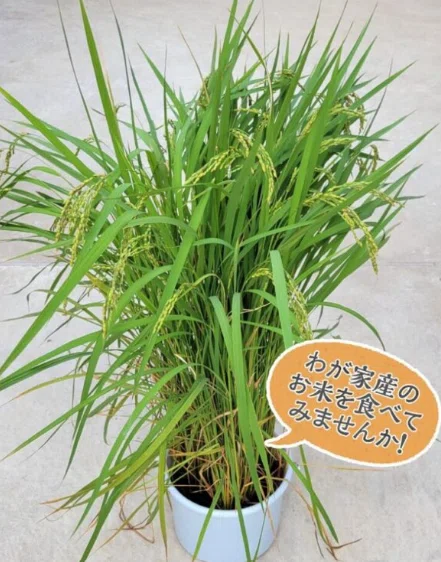 Brown Rice Title I counted the new rice from our home and there were 101 grains | After ...