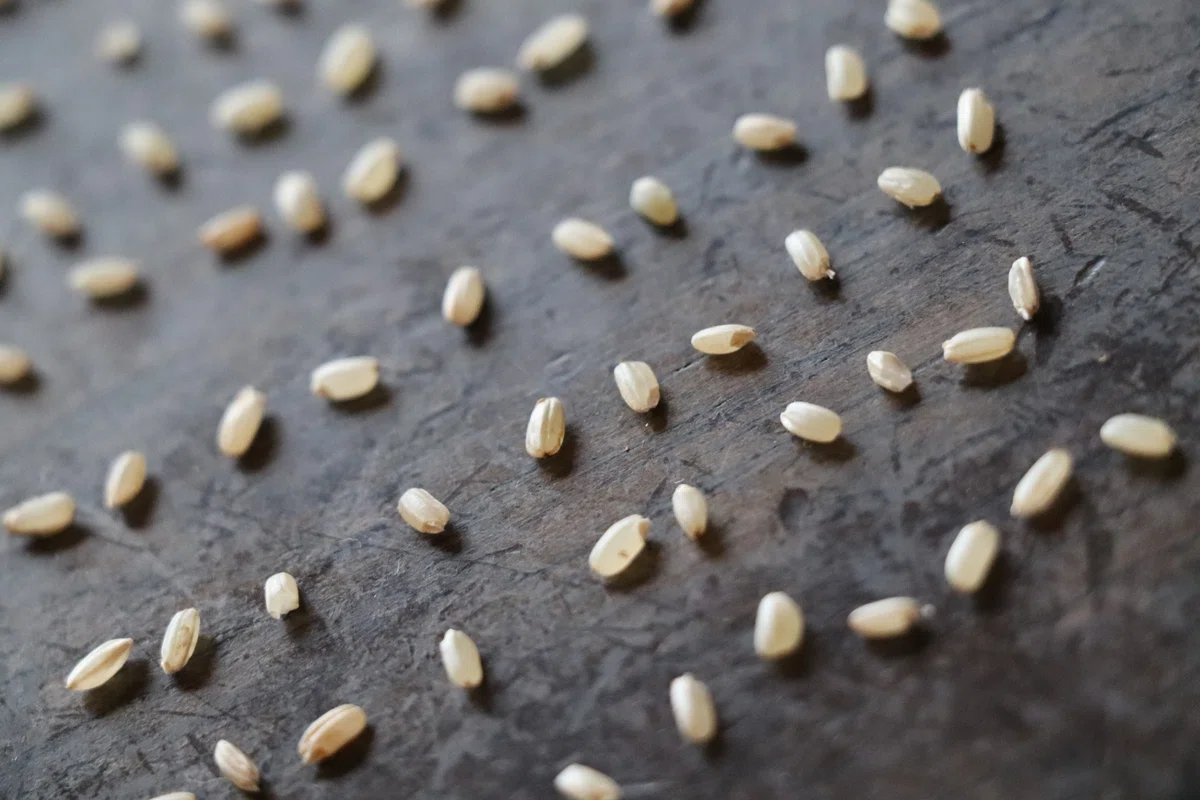 Brown Rice Title I counted the new rice from our home and there were 101 grains | After ...
