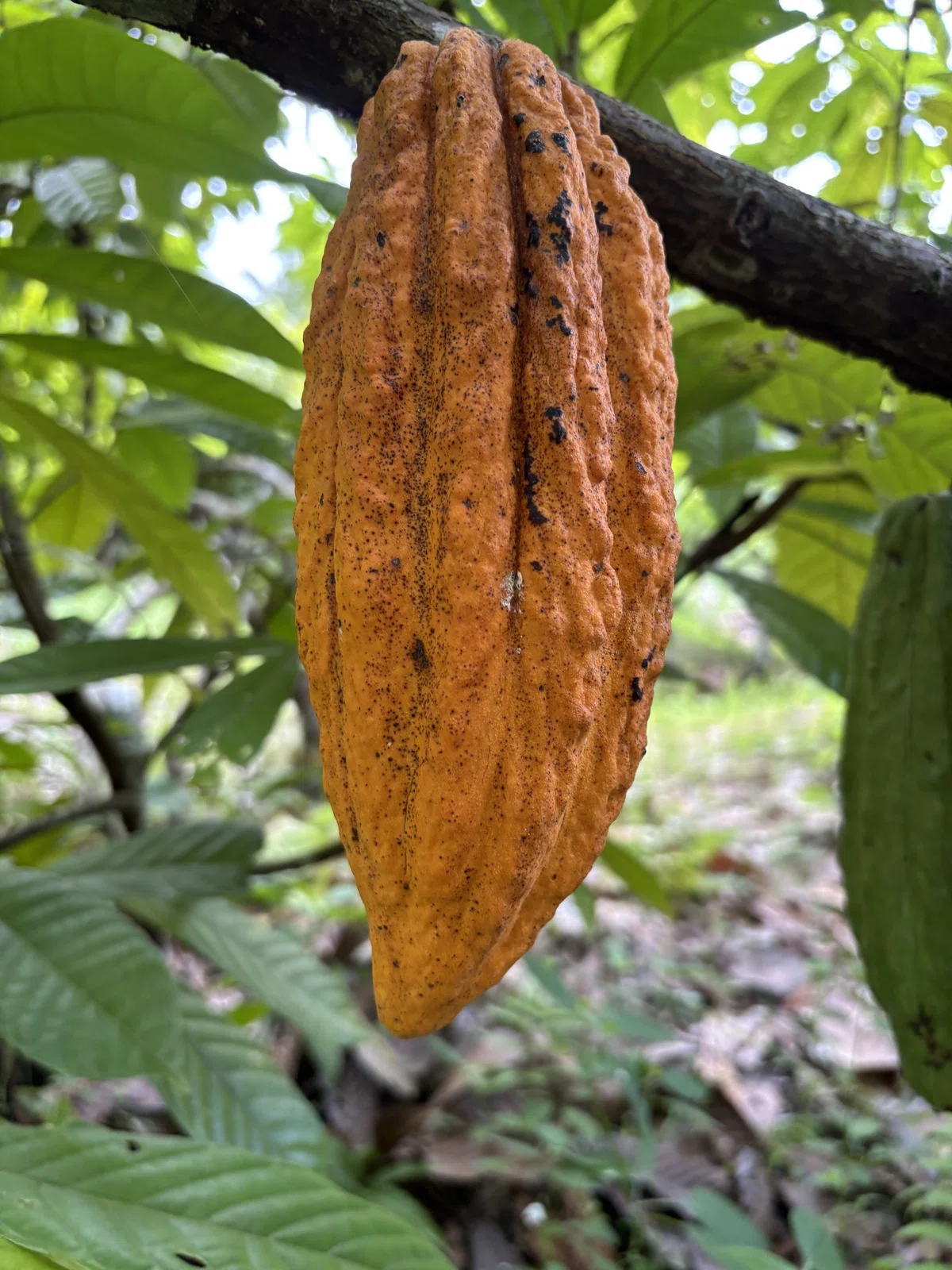Types Of Cnn Models The Story of Creating an AI (CNN) to Detect Cacao Diseases on a ...