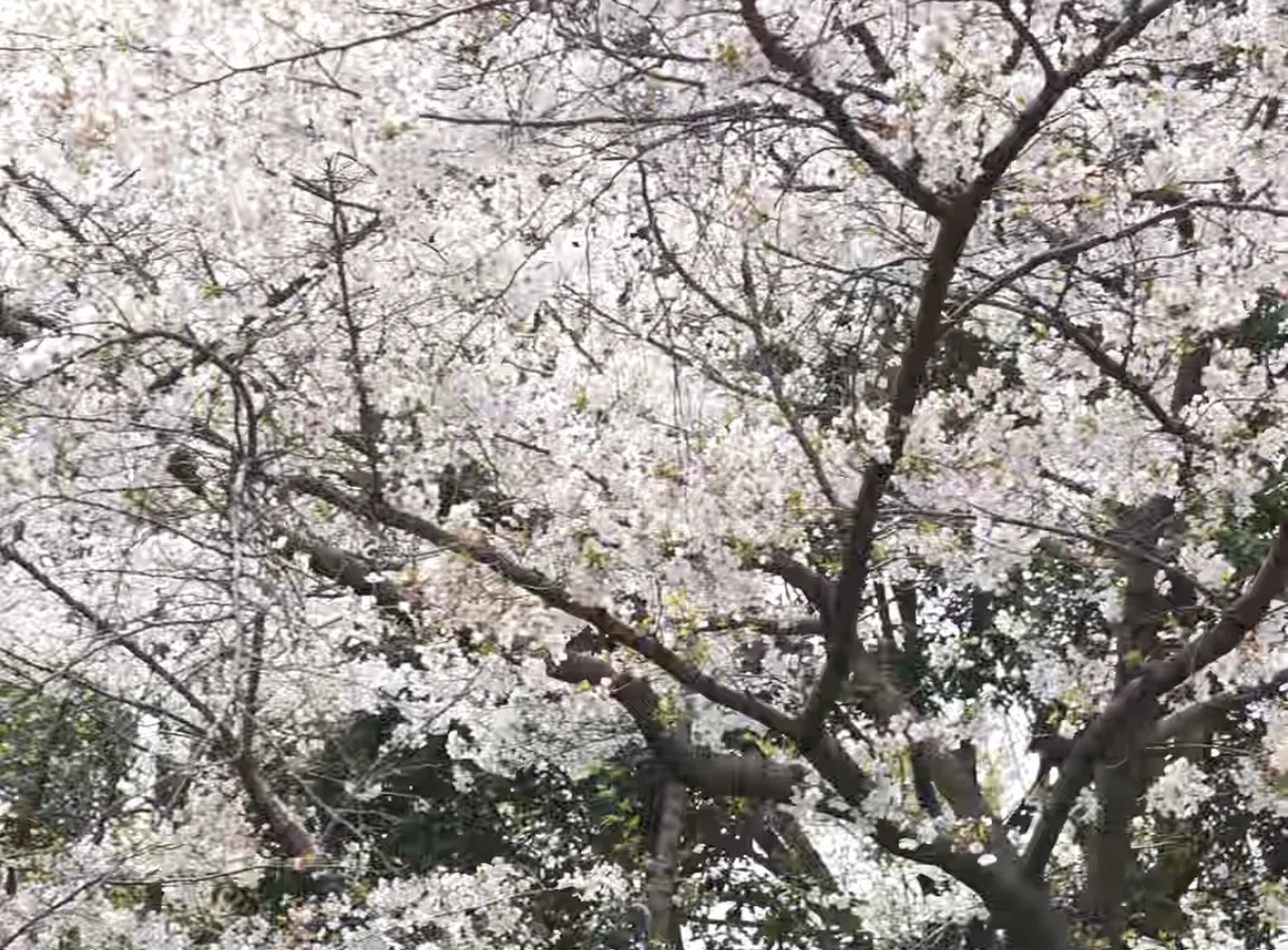 Spring Tasting Event Tasting Spring with Your Body. | Yoga Under the Cherry Blossom Trees ...