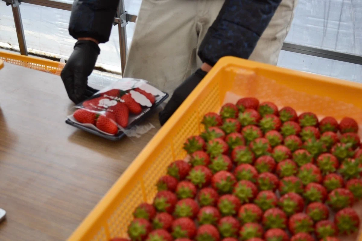 🍓 [Agricultural Staff Wanted] From 