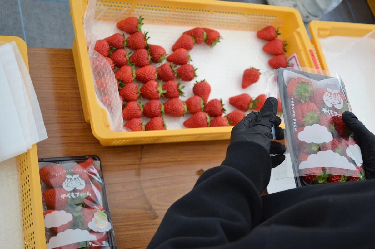 🍓 [Agricultural Staff Wanted] From 