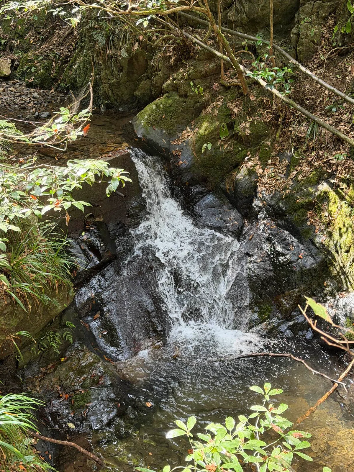 Climbing Mount Takao Clears the Mind and Improves Fortune｜Hidezion｜AI× ...