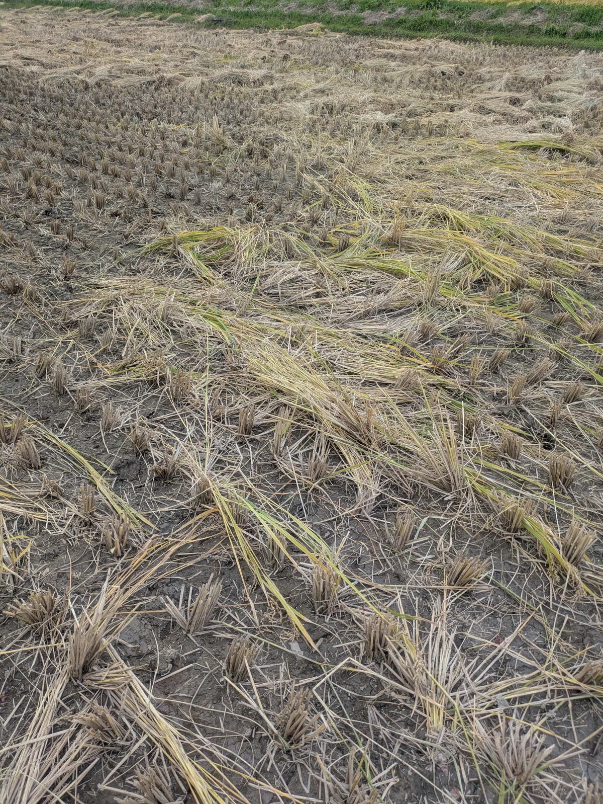 Rice Harvesting Season｜momo demo