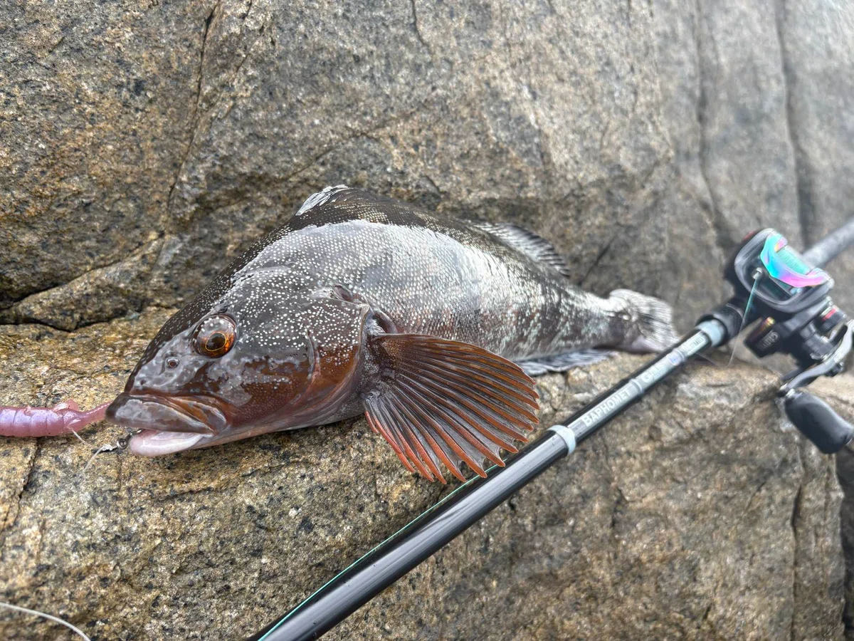 [Fishing Log] Is the Fat Greenling Season Starting!?｜大沢 和輝