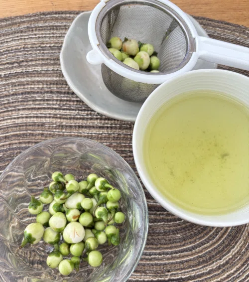 [Relocation Diary] The Road to a Natural Garden (26) | Tea Tree Bud Tea ...