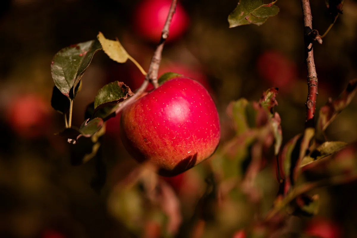 [Numata City, Gunma Prefecture] Autumn flavors in Gunma, apple picking ...