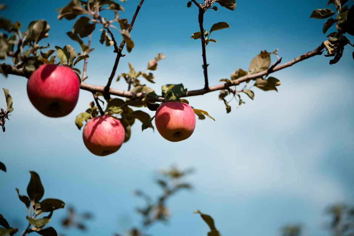 [Numata City, Gunma Prefecture] Autumn flavors in Gunma, apple picking ...