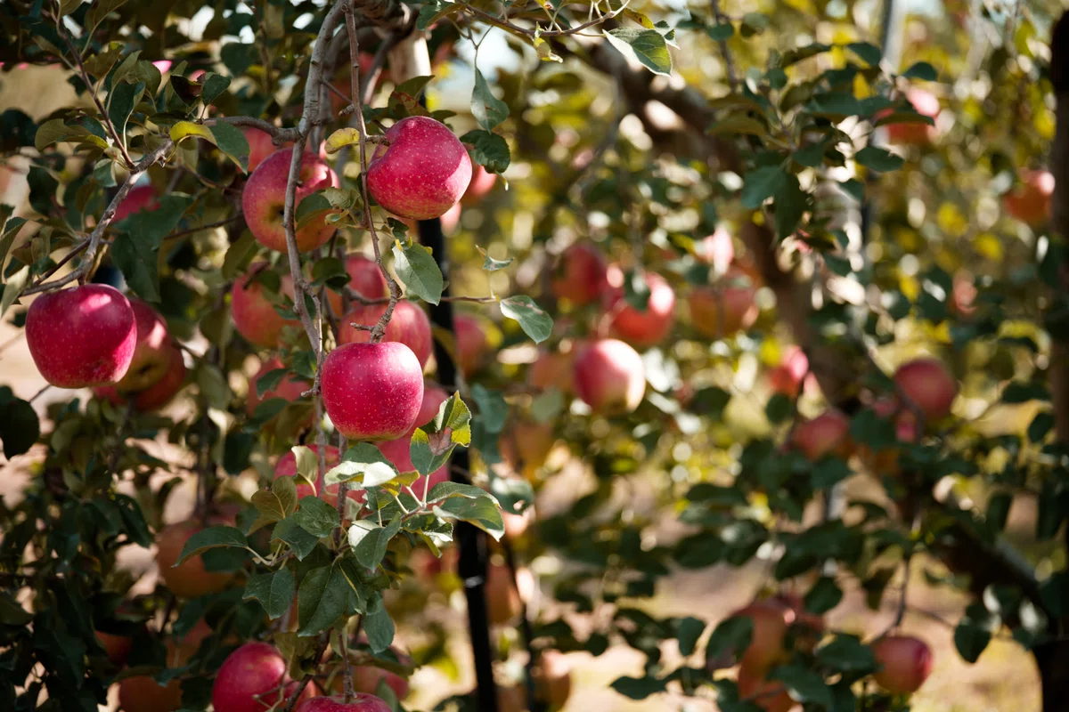 [Numata City, Gunma Prefecture] Autumn flavors in Gunma, apple picking ...