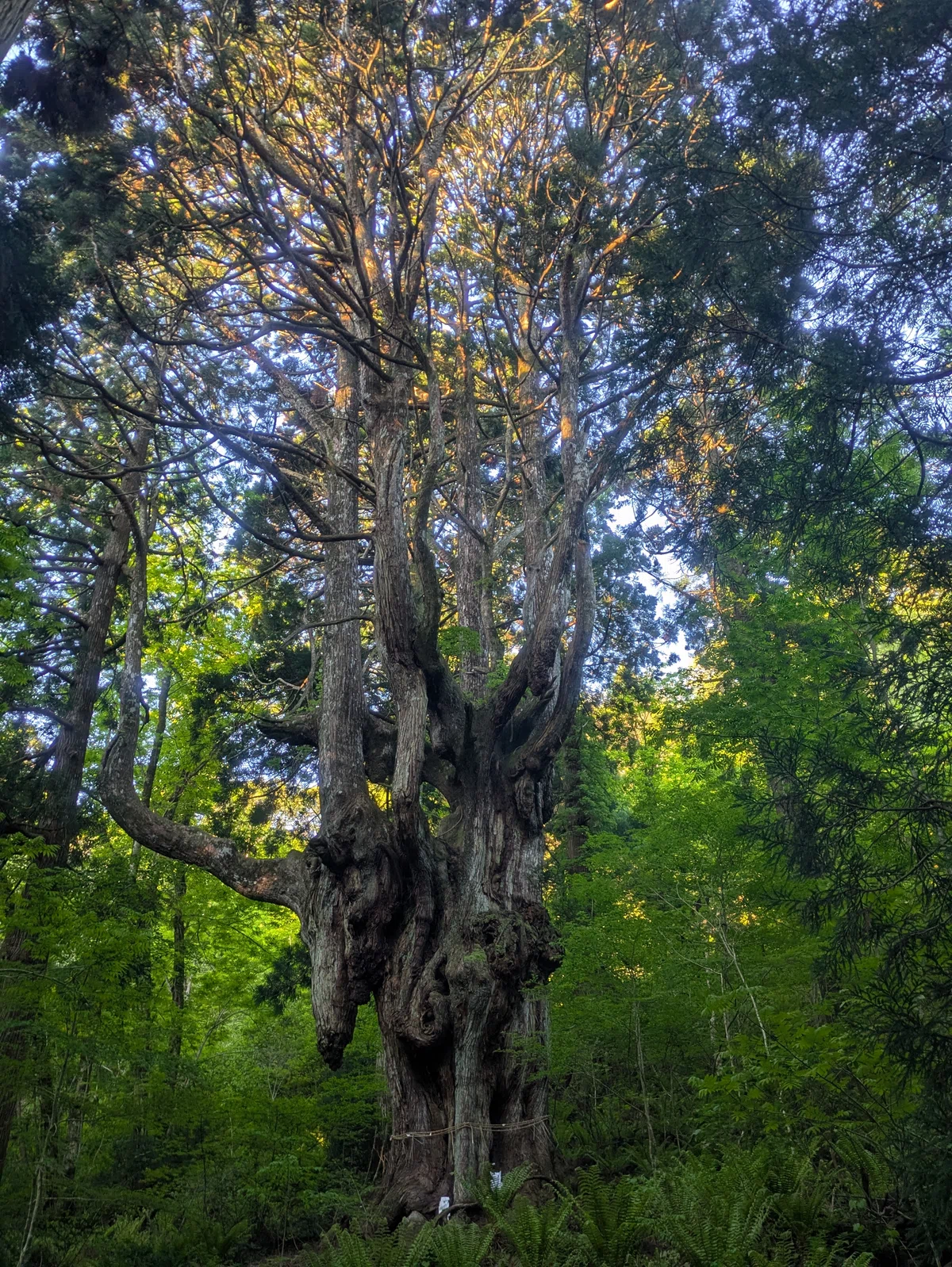 To the Chichi-sugi Cedar I Chose for My T-shirt. Morning on Dogo Island ...