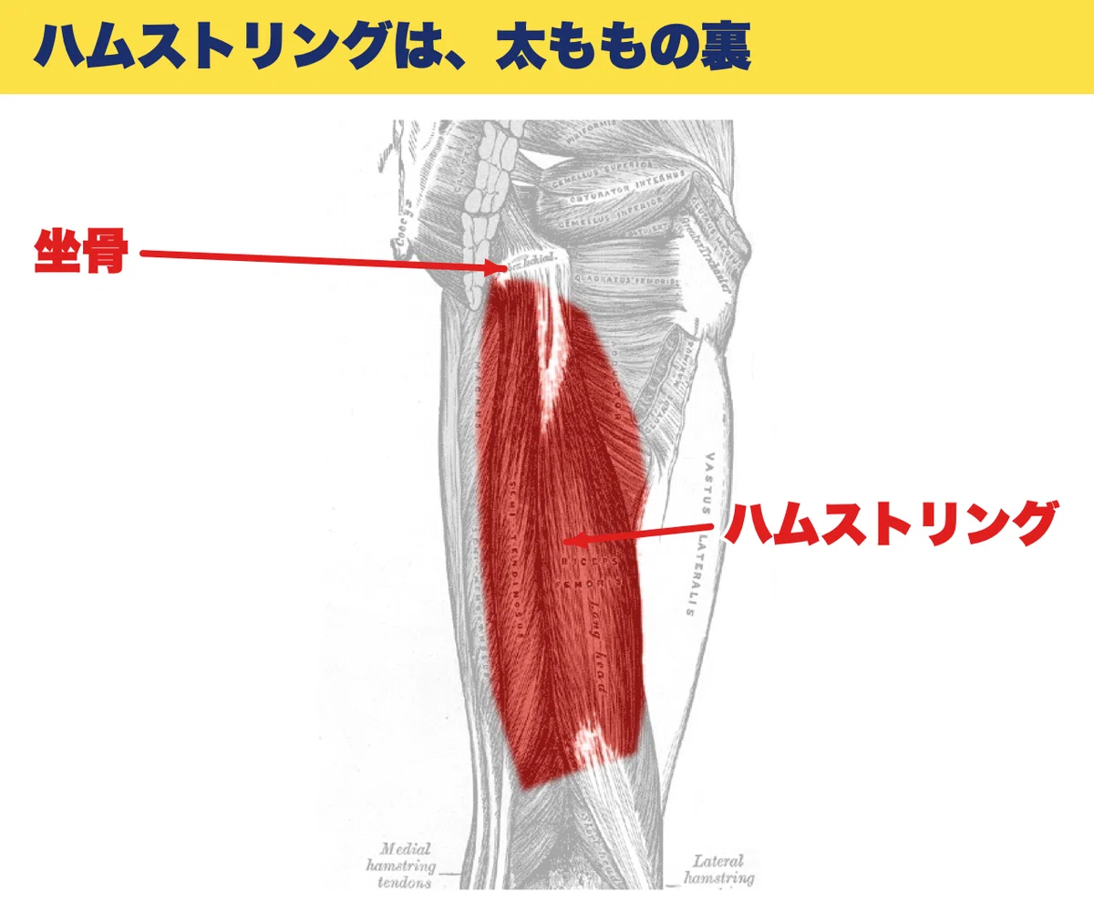 Body Do Note Does pressing harder change the body more?|沖野 一平|0から学ぶ解剖学と海外のリアル