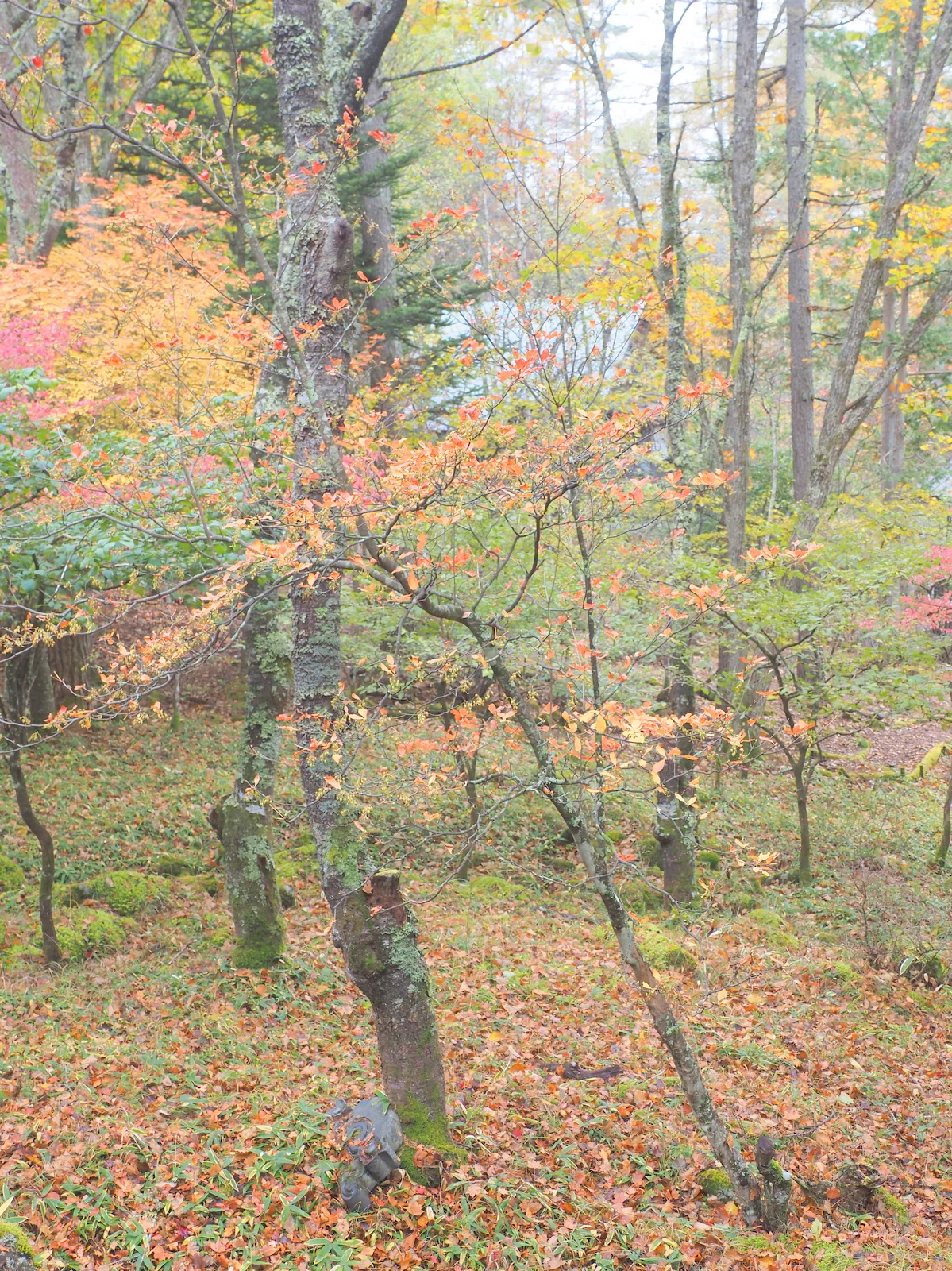 Column 133: Enkianthus campanulatus that I want to cherish｜sasayan