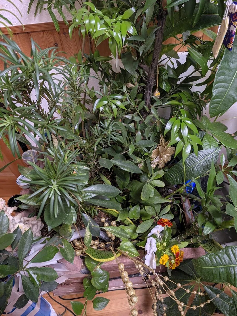 Nurturing Life Once More from a Small 500-Yen Tree: A 100-Year Forest ...
