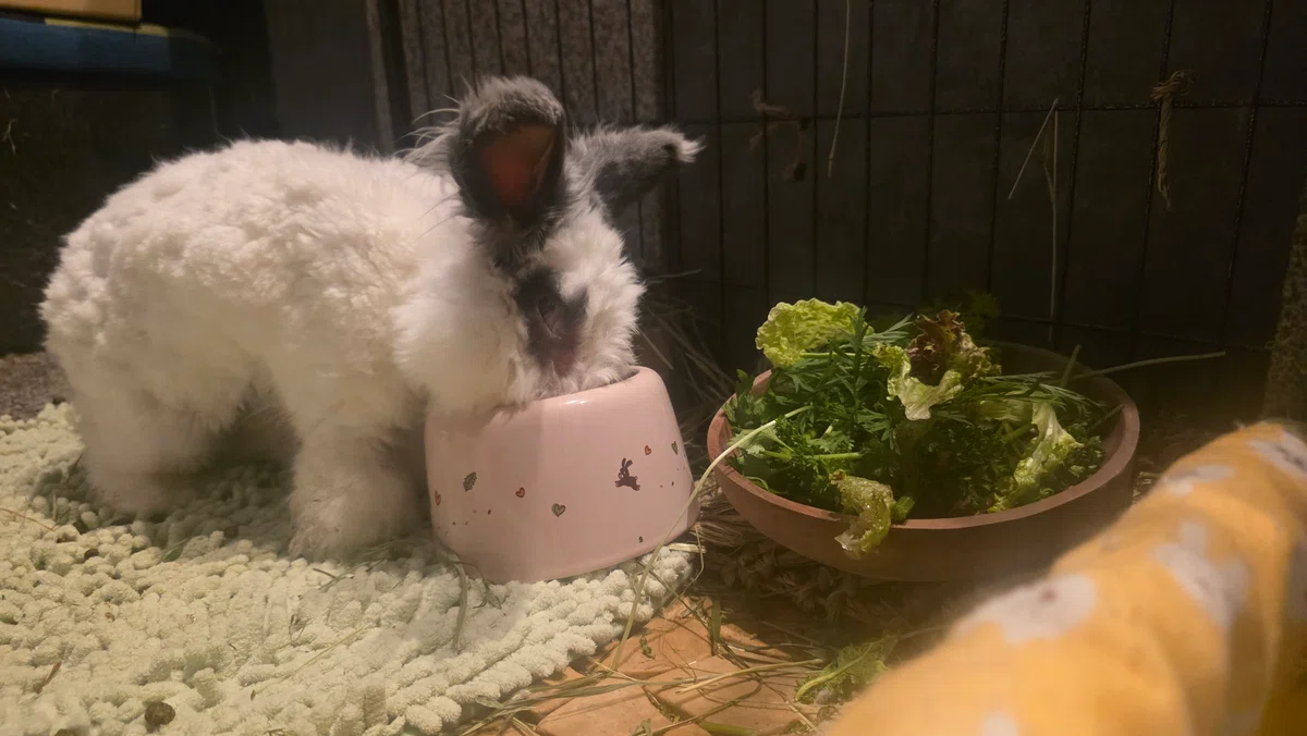 Stoat Eat Rabit Senior Rabbit: The Case of Eating Pellets but Not Hay 😿 (Unresolved ...