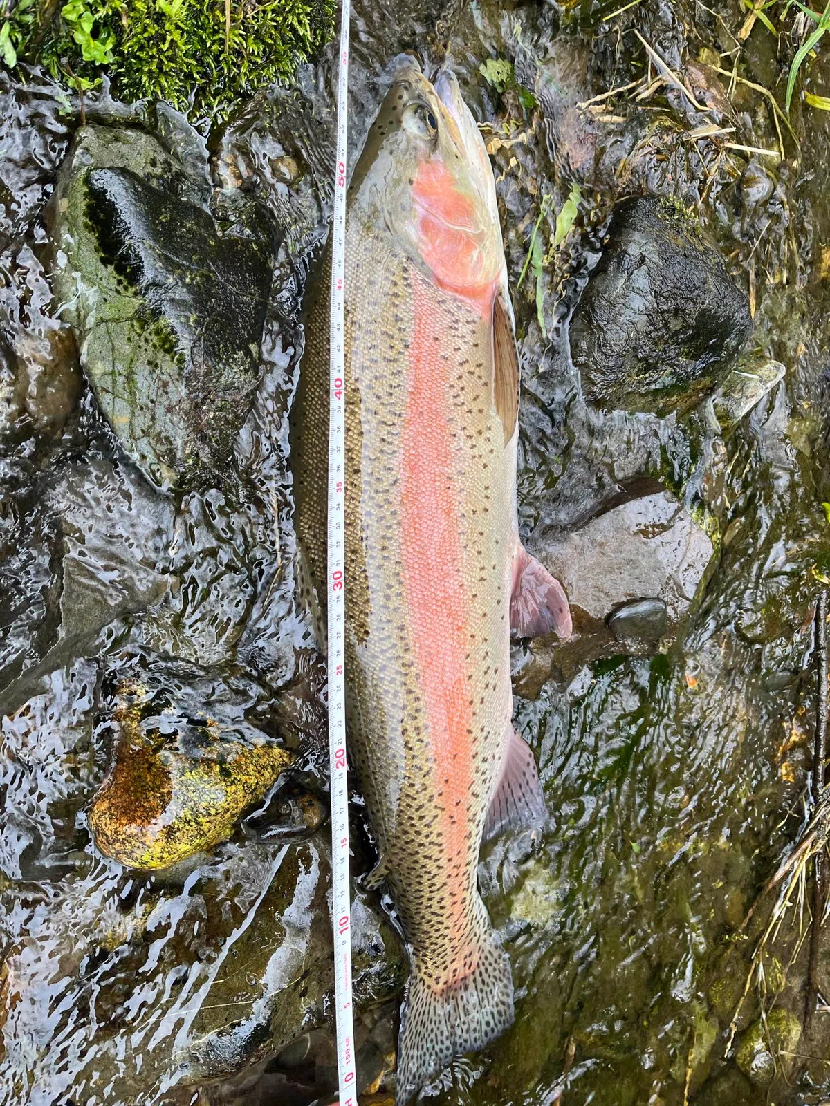 [Hokkaido/Tokachi] Sarubetsu River Rainbow Trout Strategy | Introducing ...