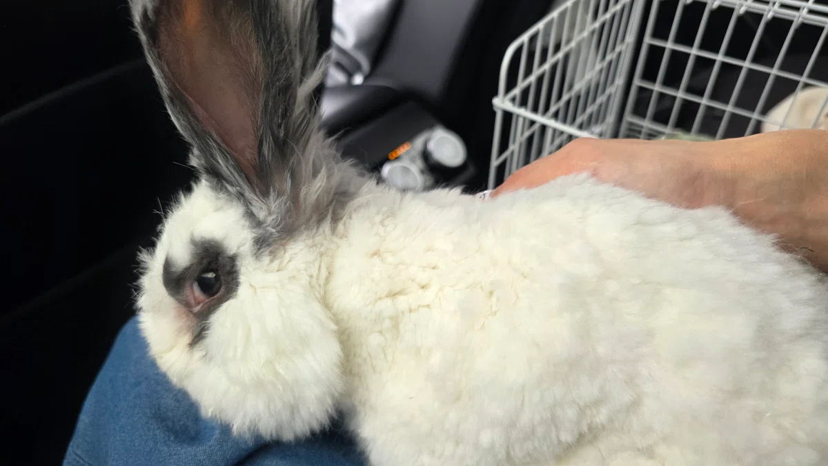 Stoat Eat Rabit Senior Rabbit: The Case of Eating Pellets but Not Hay 😿 (Unresolved ...