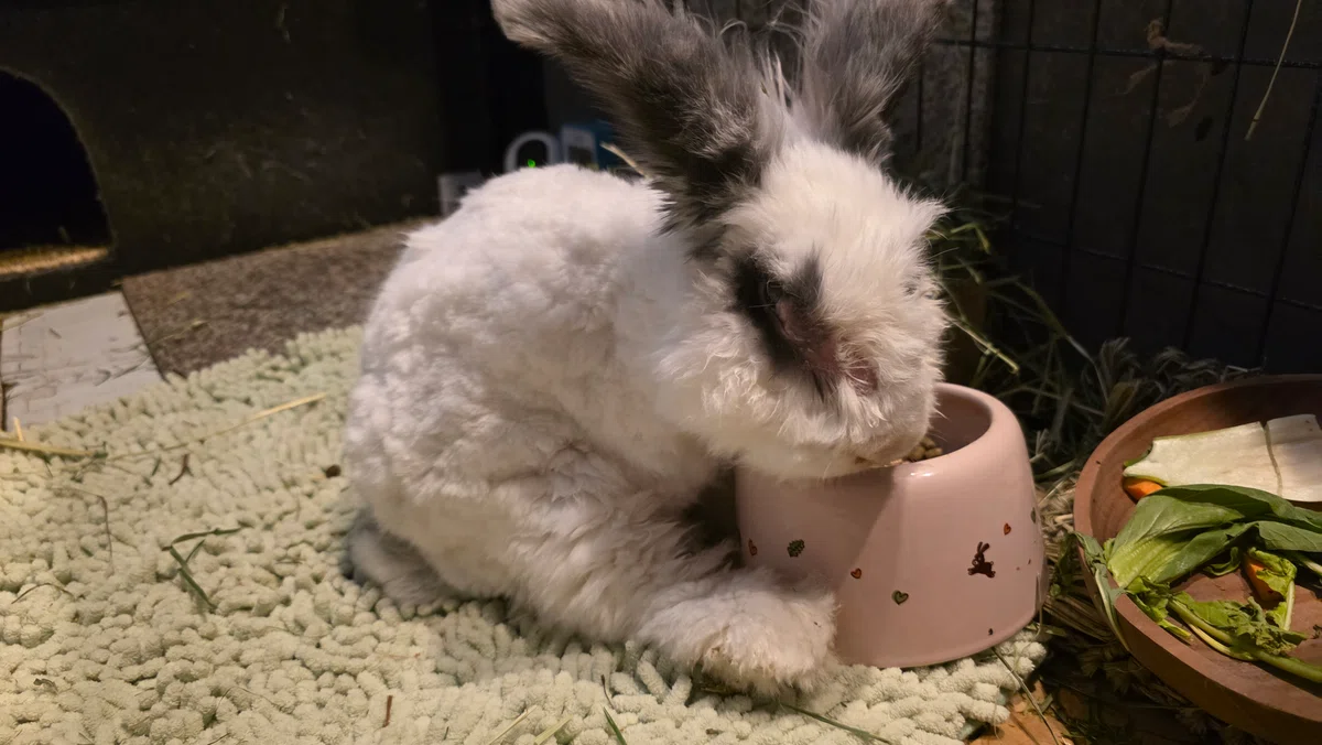 Stoat Eat Rabit Senior Rabbit: The Case of Eating Pellets but Not Hay 😿 (Unresolved ...